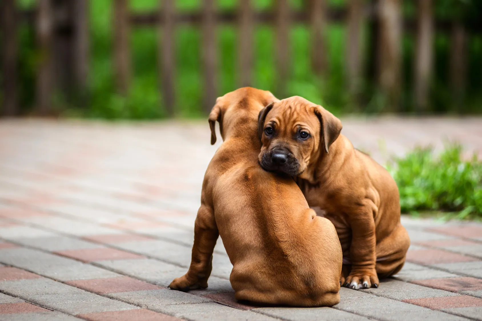 Rhod&eacute;sk&yacute; ridgeback &ndash; &scaron;těňata