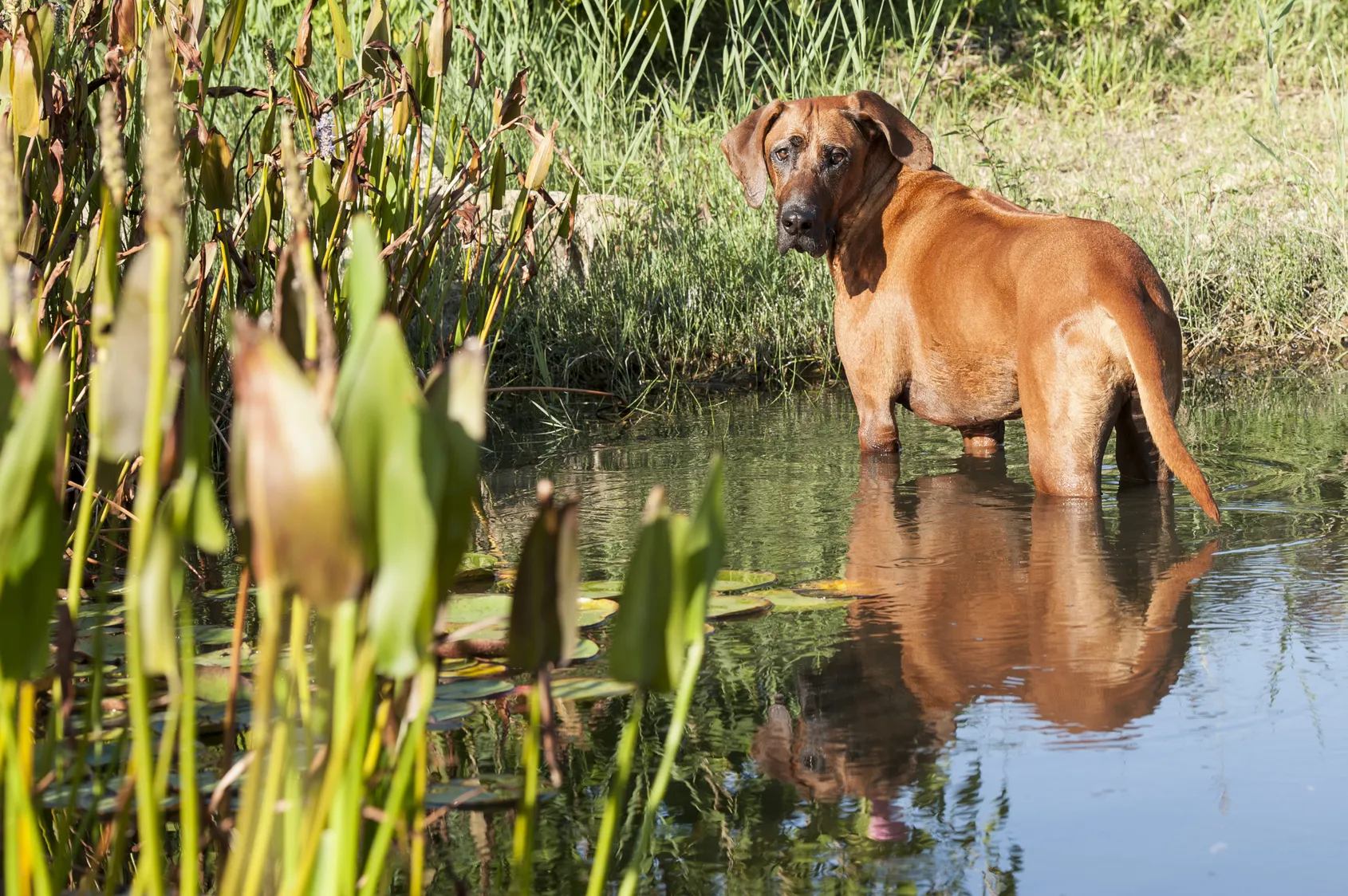 Rhod&eacute;sk&yacute; ridgeback ve vodě