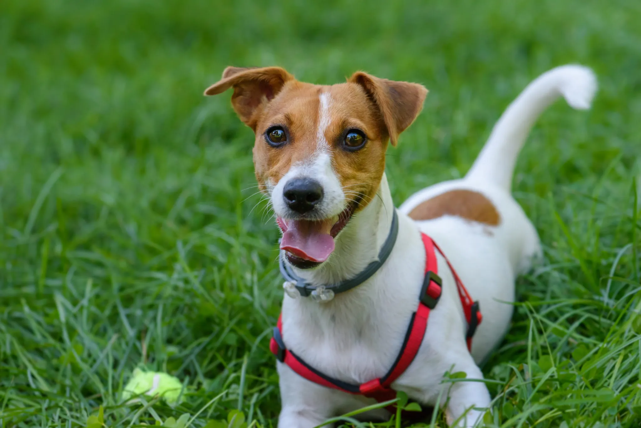 Jack Russel teri&eacute;r na tr&aacute;vn&iacute;ku