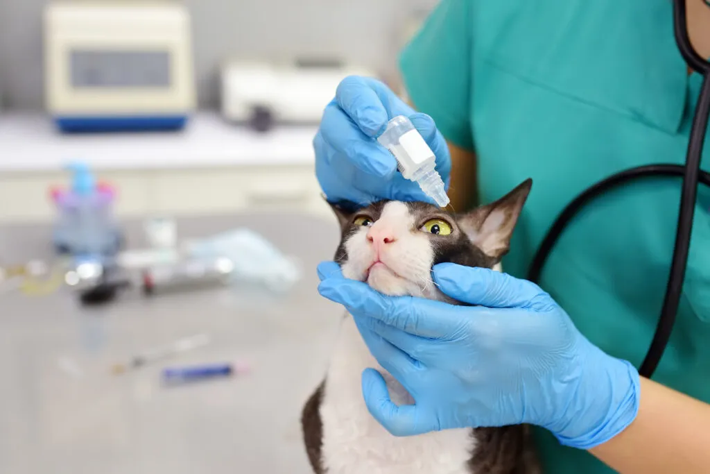 Veterin&aacute;rn&iacute; doktor kontroluje oči kočky.
