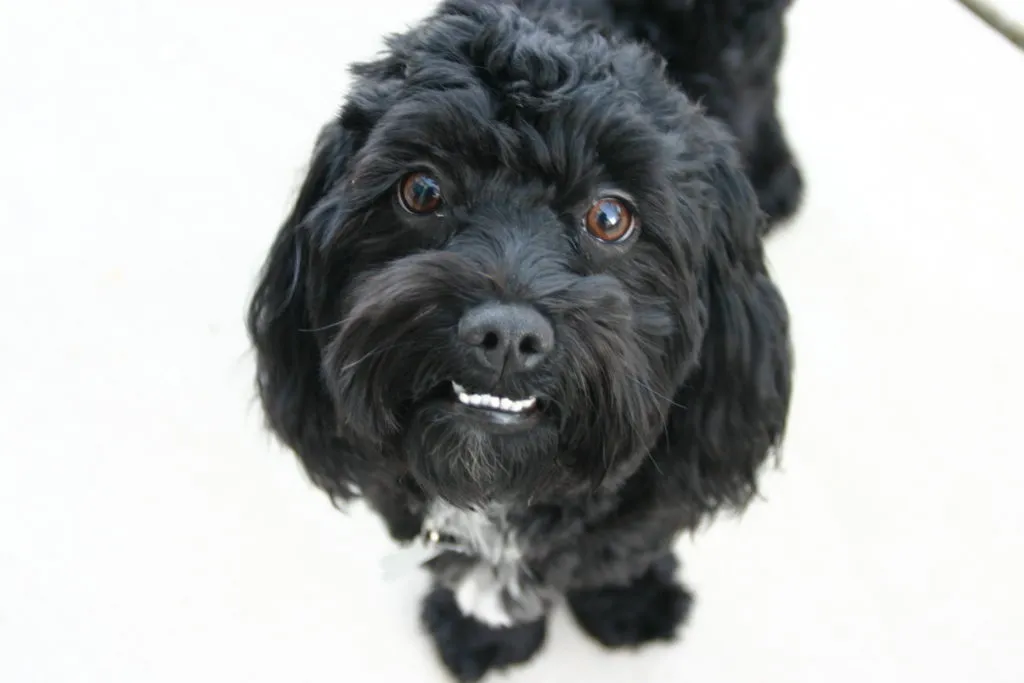 Čern&yacute; maltipoo