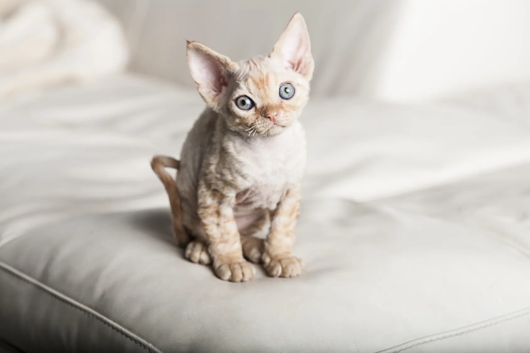 Devon rex &ndash; kotě