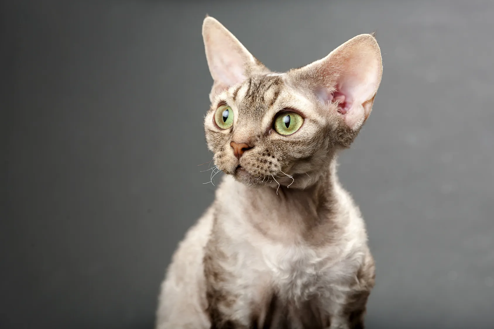 Devon rex &ndash; portr&eacute;t