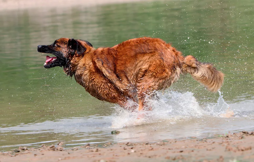 Leonberger běž&iacute; ve vodě