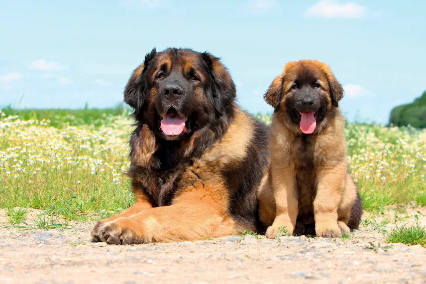 Leonberger &ndash; matka a &scaron;těně