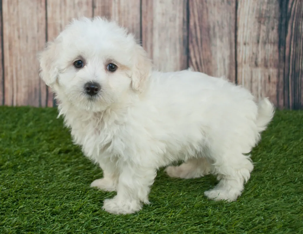 Maltipoo &scaron;těně