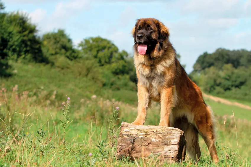 Spokojen&yacute; leonberger