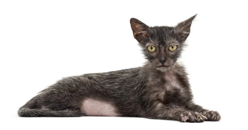 Lež&iacute;c&iacute; lykoi (kočka vlkodlak)
