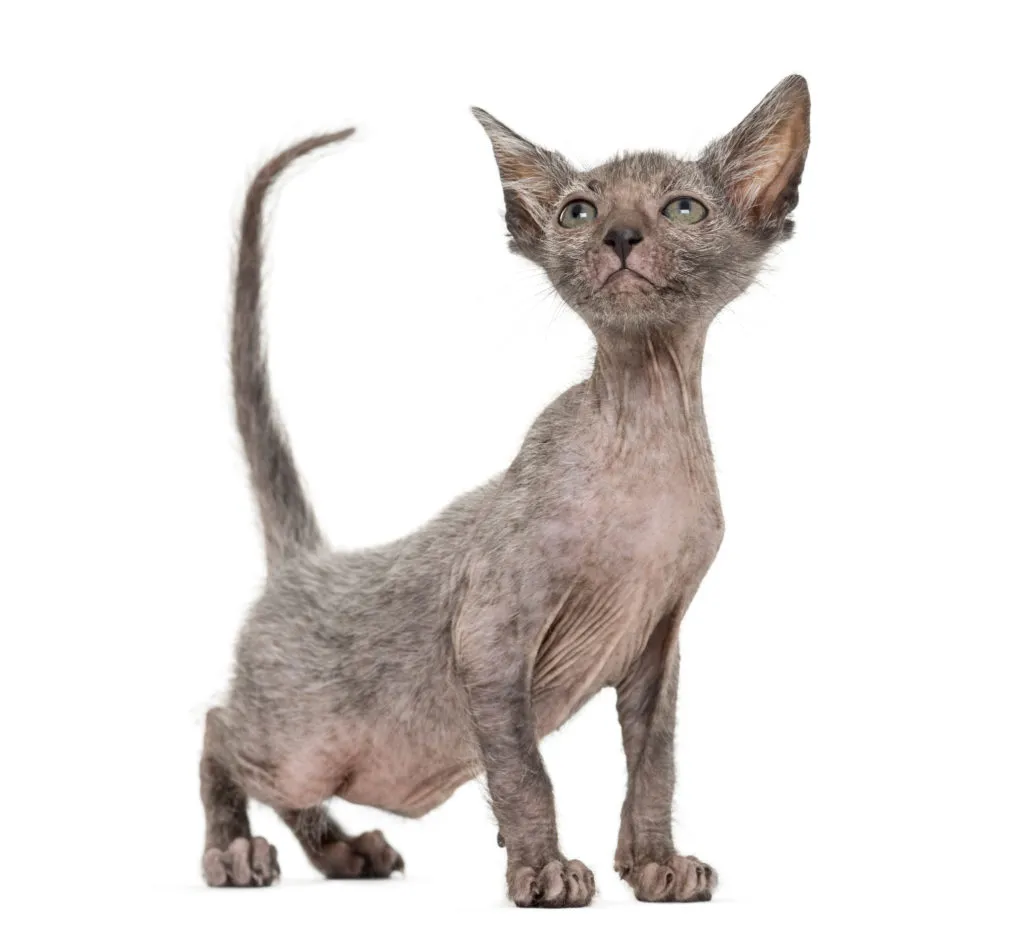 Lykoi (kočka vlkodlak) &ndash; kotě