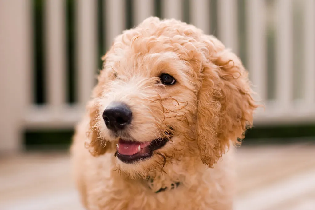 Labradoodle &ndash; &scaron;těně