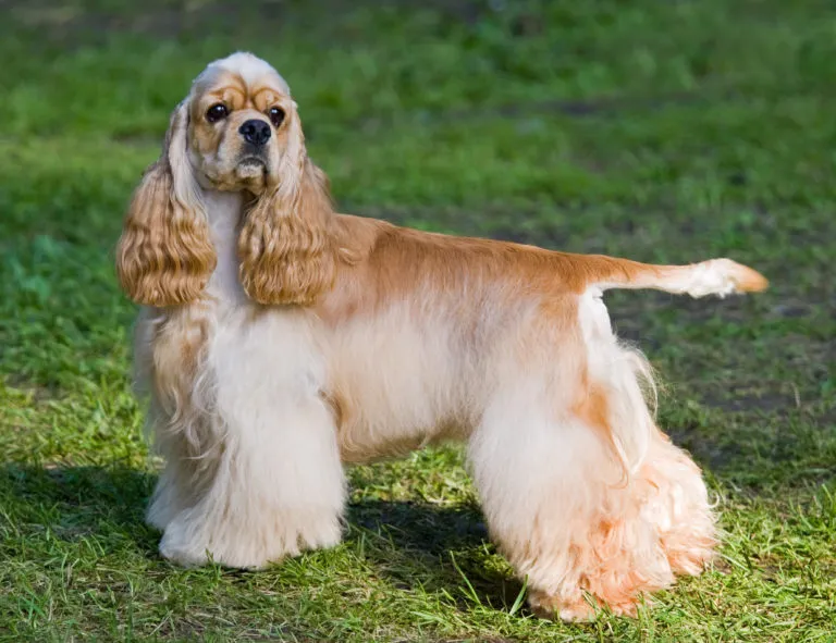 American cocker spaniel Americký kokršpaněl na trávníku
