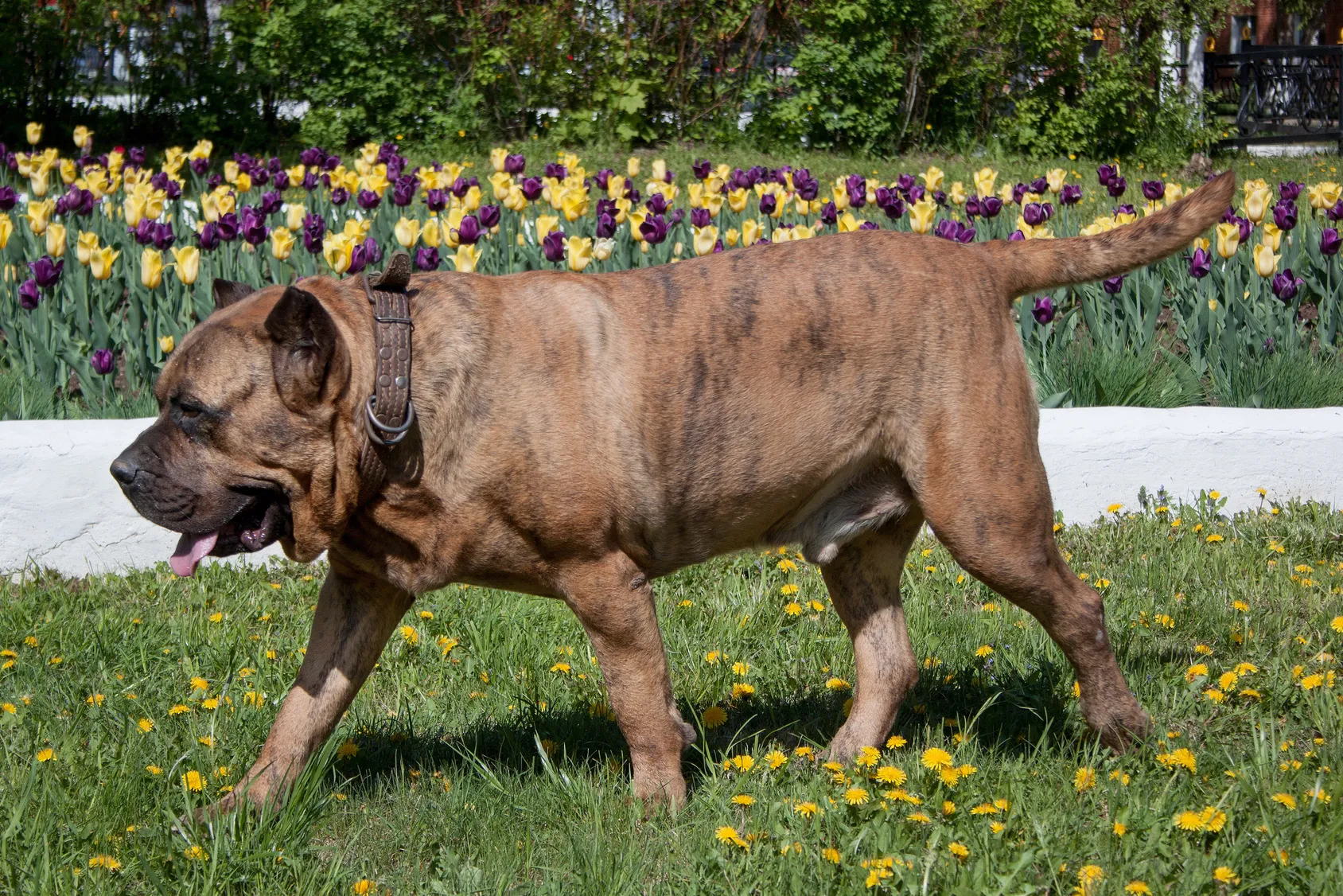 Kan&aacute;rsk&aacute; doga (presa canario) na tr&aacute;vn&iacute;ku