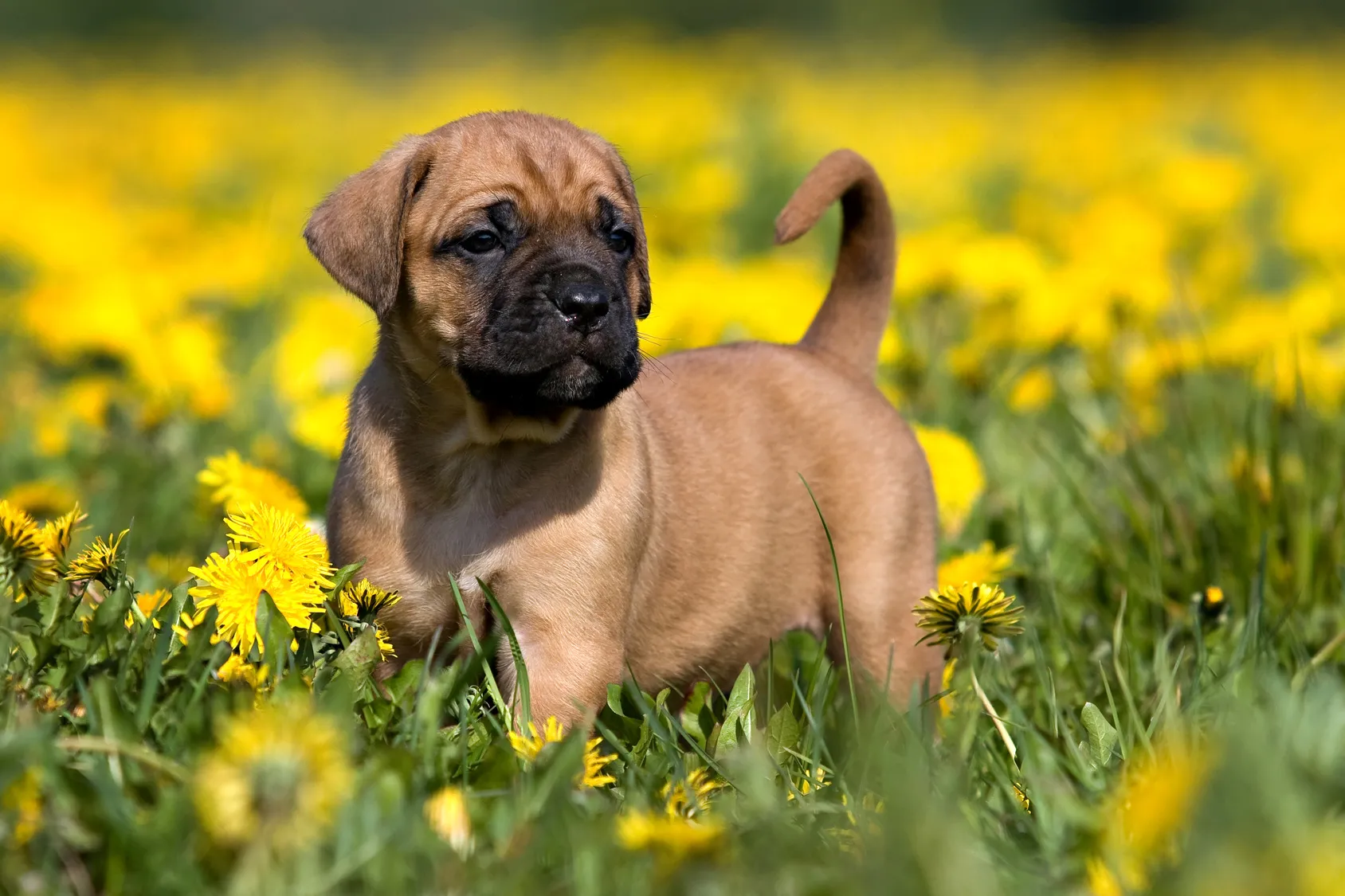 Kan&aacute;rsk&aacute; doga (presa canario) - &scaron;těně