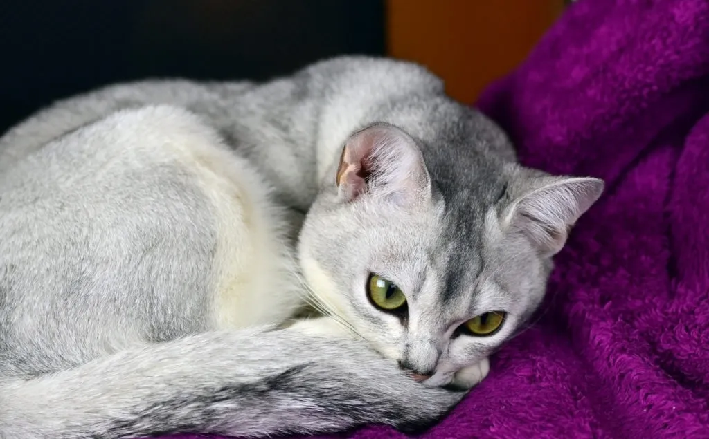 Lež&iacute;c&iacute; burmilla