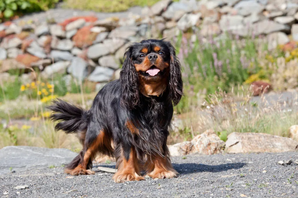 Čern&yacute; Kaval&iacute;r King Charles &scaron;paněl