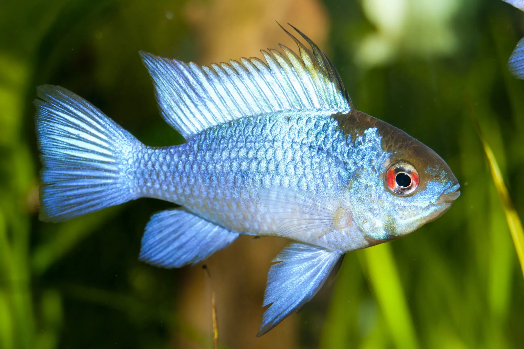 Mot&yacute;l cichlid - modr&yacute;