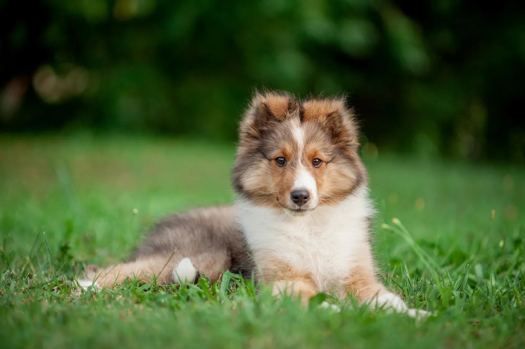 Sheltie - &scaron;těně lež&iacute; na tr&aacute;vn&iacute;ku