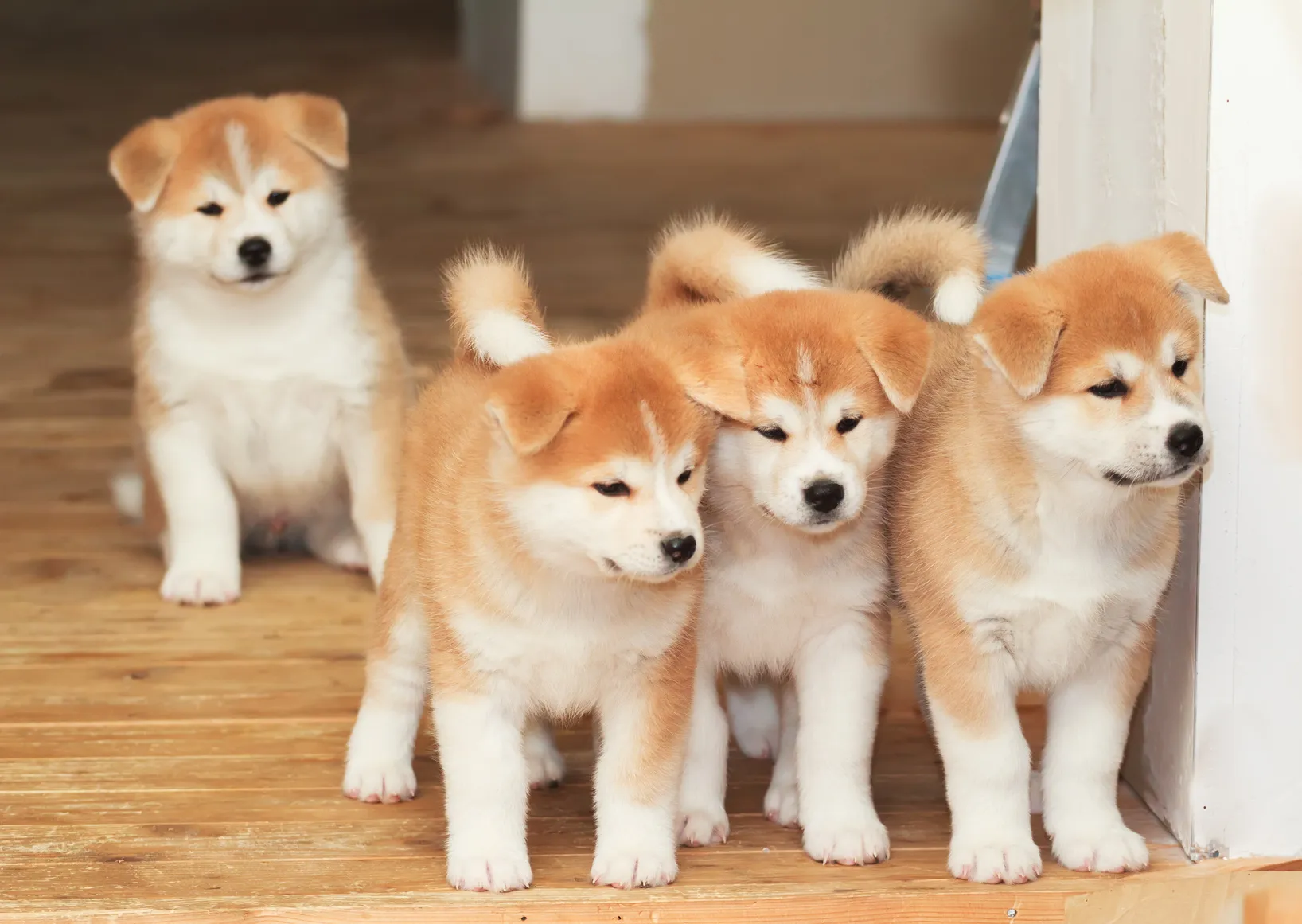 Akita inu - &scaron;těňata