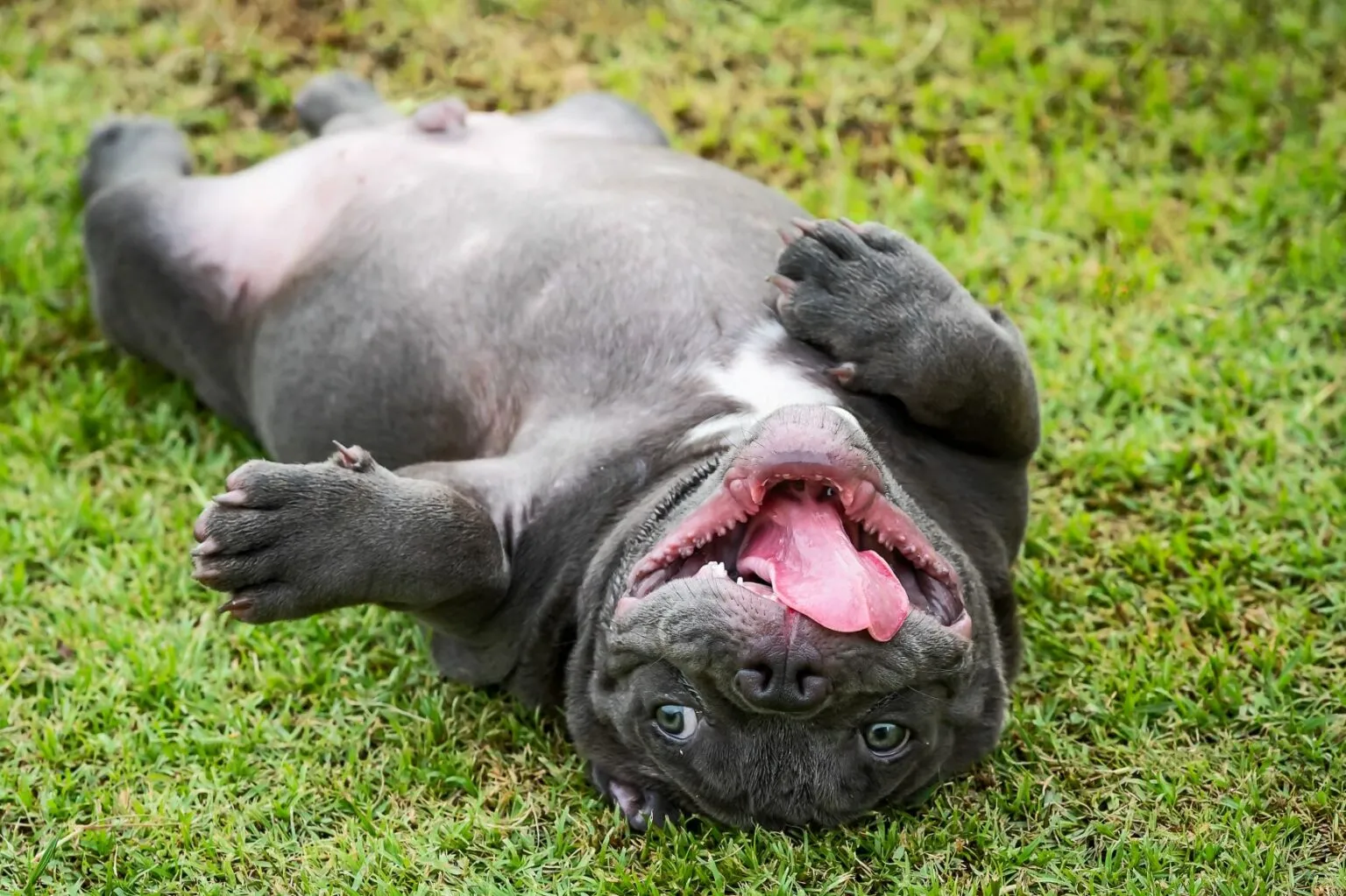 American bully lež&iacute; na tr&aacute;vn&iacute;ku
