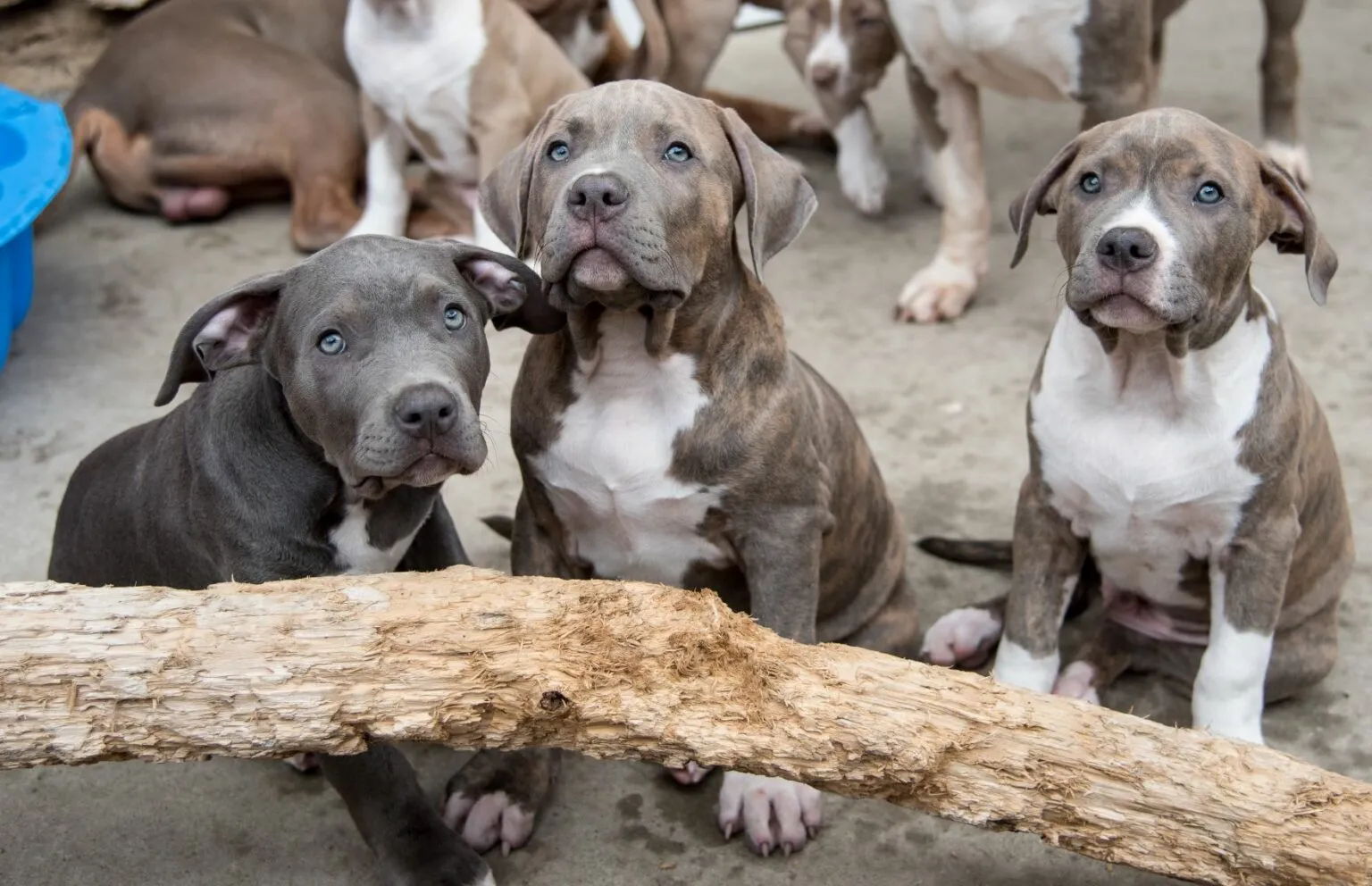 American bully - &scaron;těňata