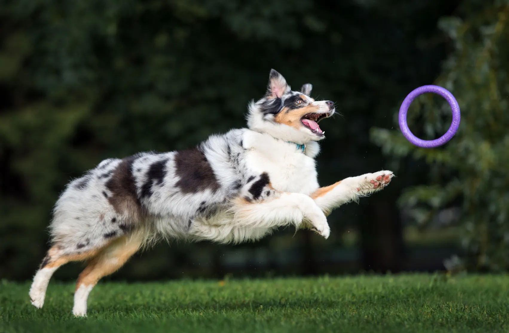 Australsk&yacute; ovč&aacute;k - agility