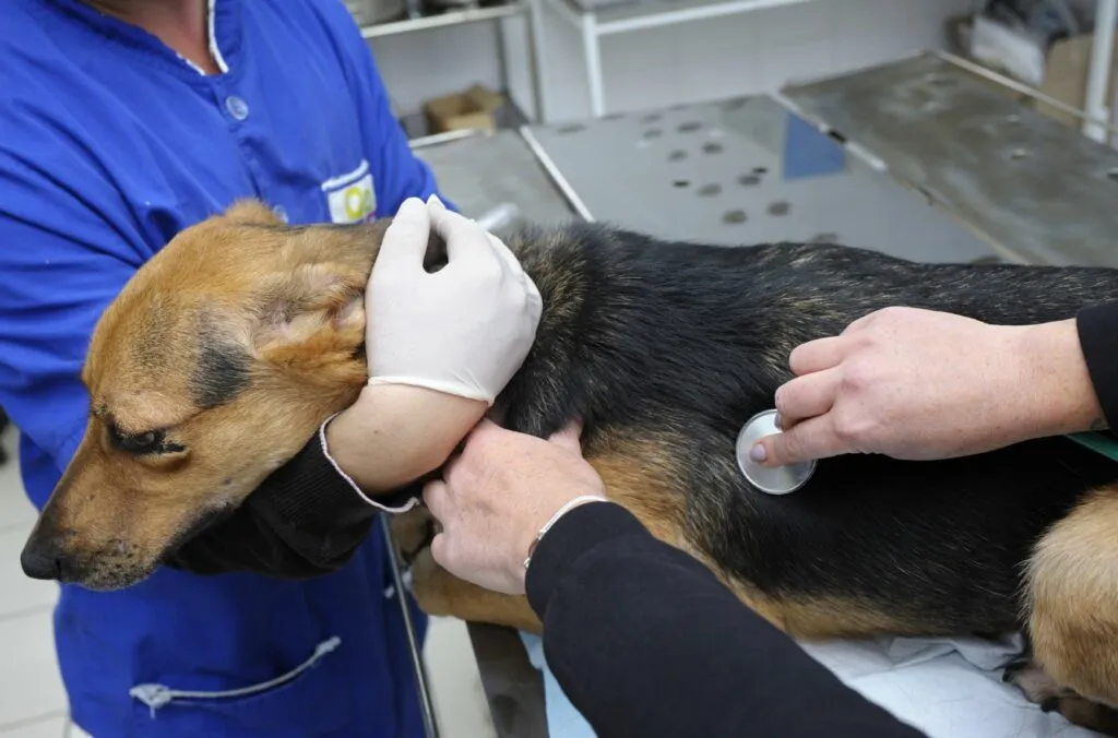 Nalezen&yacute; pes u veterin&aacute;ře