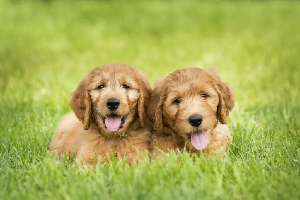 Goldendoodle - dvě &scaron;těňata