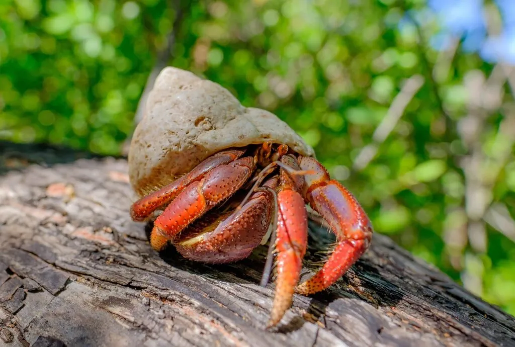 Krab poustevn&iacute;k na stromě