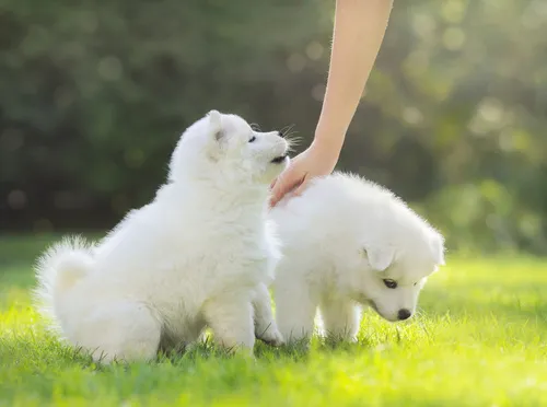 Samojed - &scaron;těňata