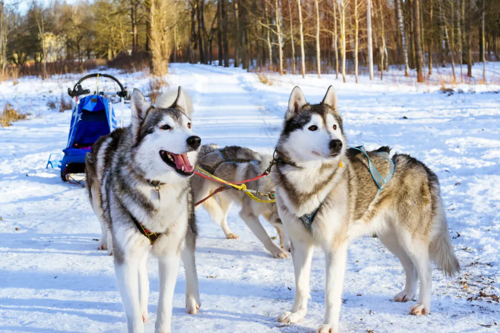 Sibiřsk&yacute; husky - mushing