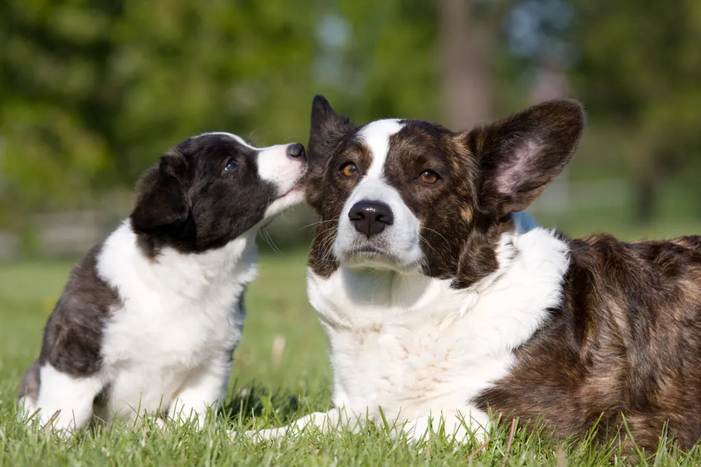 Welsh Corgi Cardigan - matka a &scaron;těně