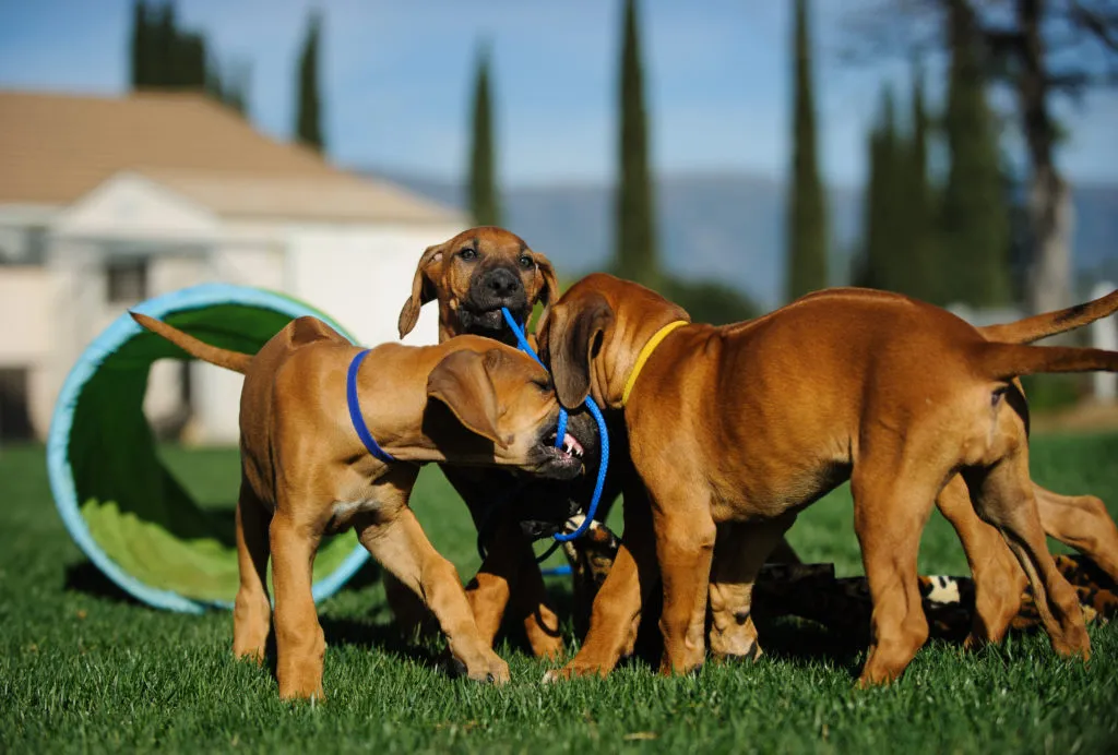 Rhod&eacute;sk&yacute; ridgeback hraj&iacute;c&iacute; si &scaron;těňata