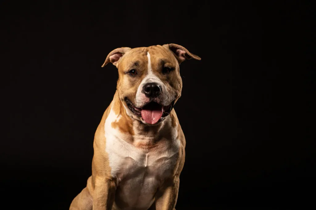Americk&yacute; pitbull teri&eacute;r na čern&eacute;m pozad&iacute;