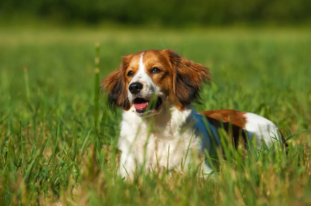 Kooikerhondje odpoč&iacute;v&aacute; na proch&aacute;zce