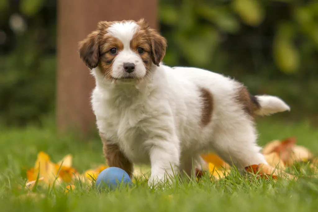 Mlad&yacute; Kooikerhondje