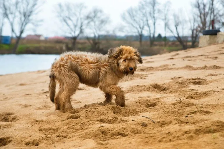 briard na pl&aacute;ži