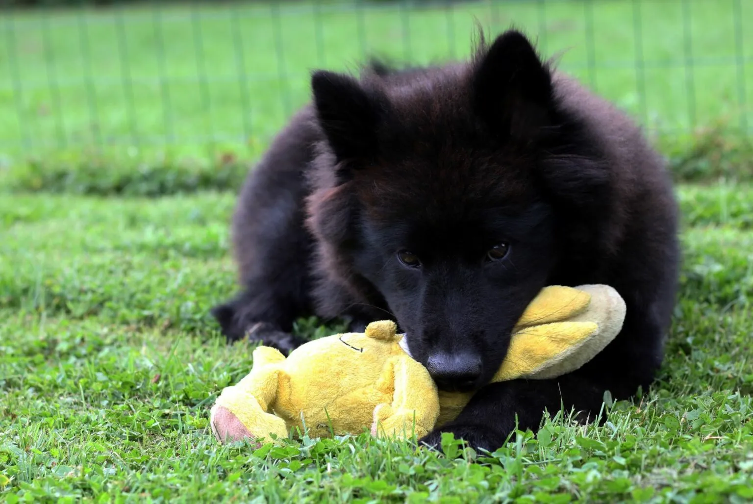 mlad&yacute; eurasier