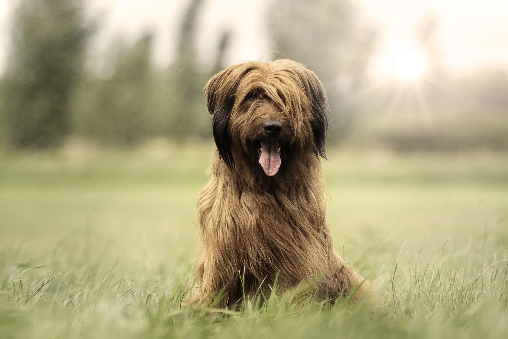 briard sed&iacute;c&iacute; na louce