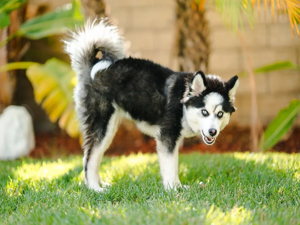 Pomsky na proch&aacute;zce