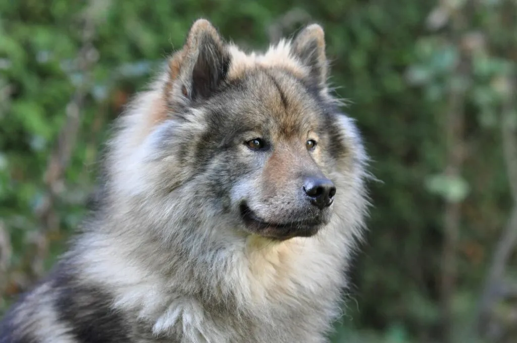 dospěl&yacute; eurasier