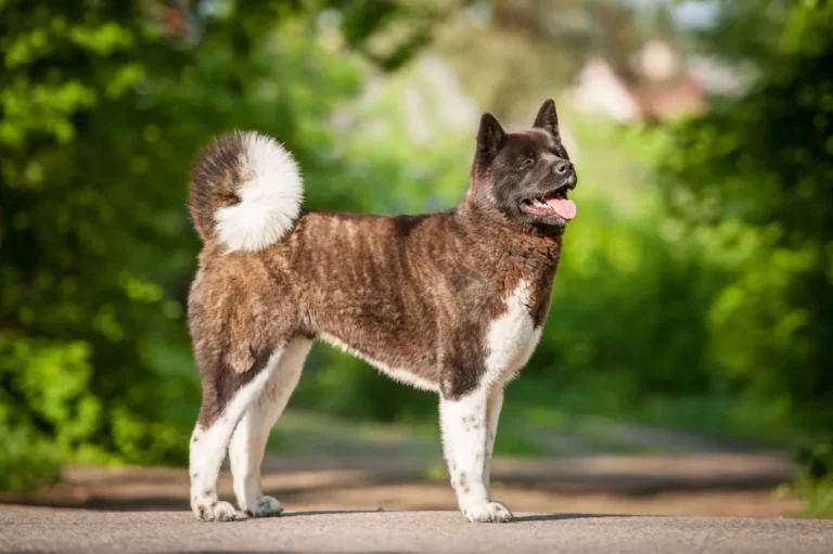 Americká akita Americká akita portrét