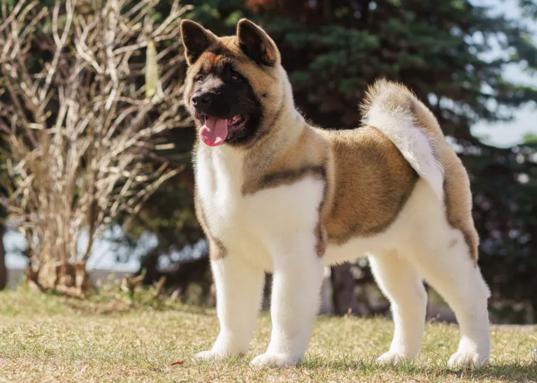 Americk&aacute; akita na proch&aacute;zce