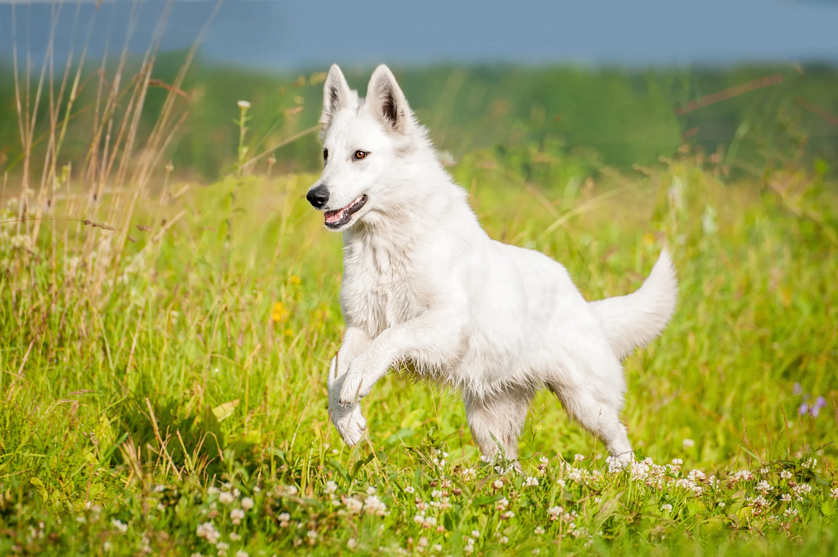 Berger blanc suisse běhaj&iacute;c&iacute; po tr&aacute;vě