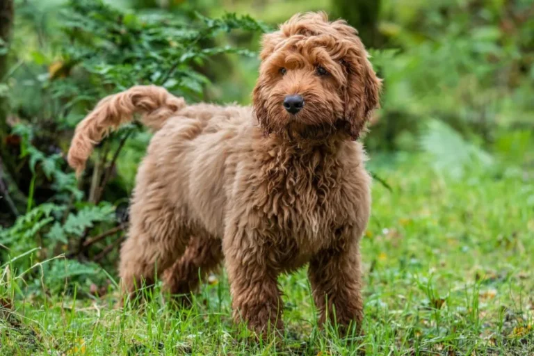 Cockapoo Hnědý cockapoo